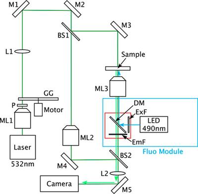 Lipid quantification in living microalgal cultures with digital holographic microscopy